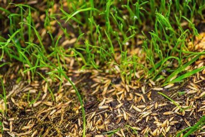 Will grass seed grow on hard soil?