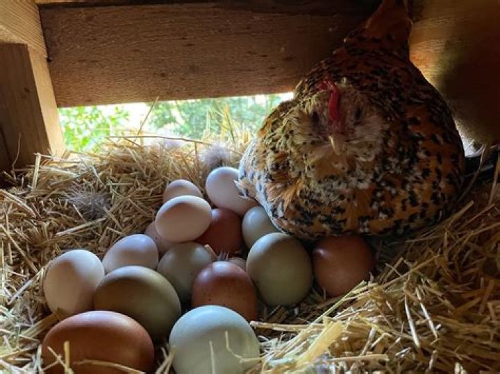Will hens take turns sitting on eggs?