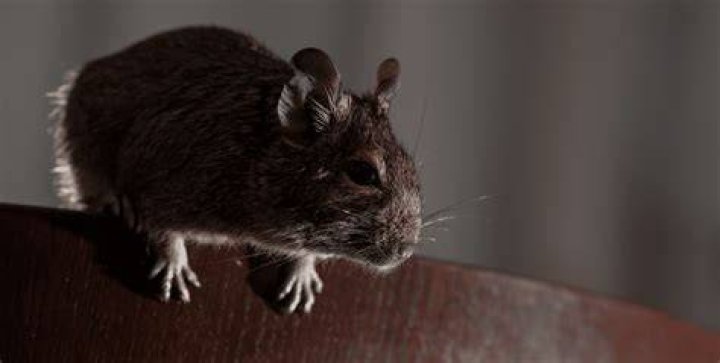 Will rats drink antifreeze?