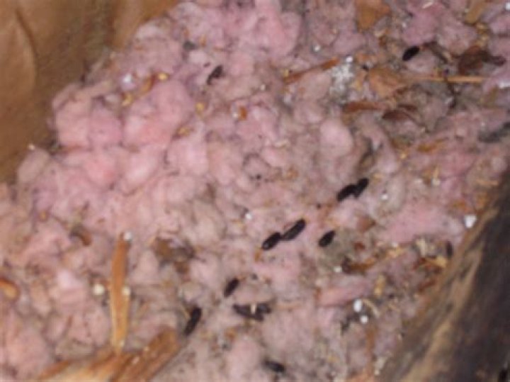 Will rats eat spray foam?