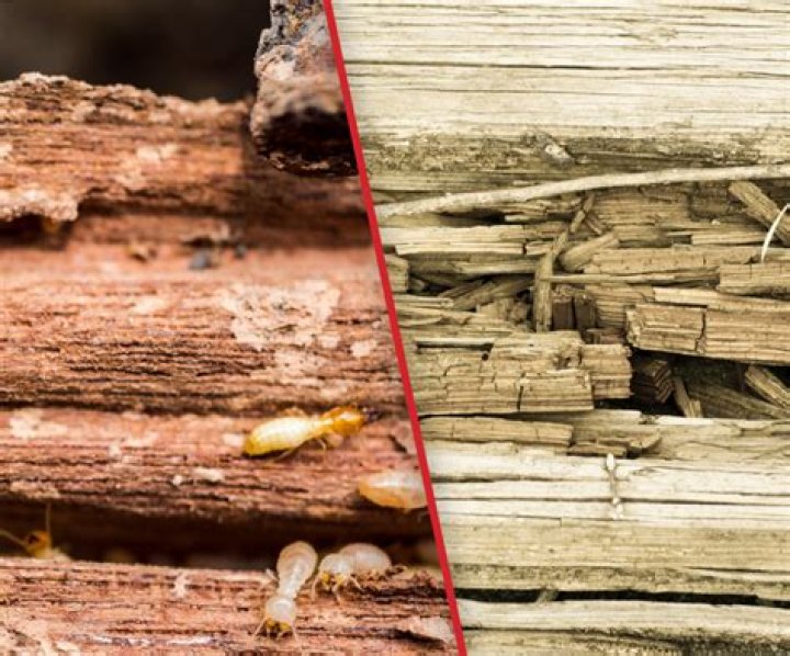 Will rotted wood spread?