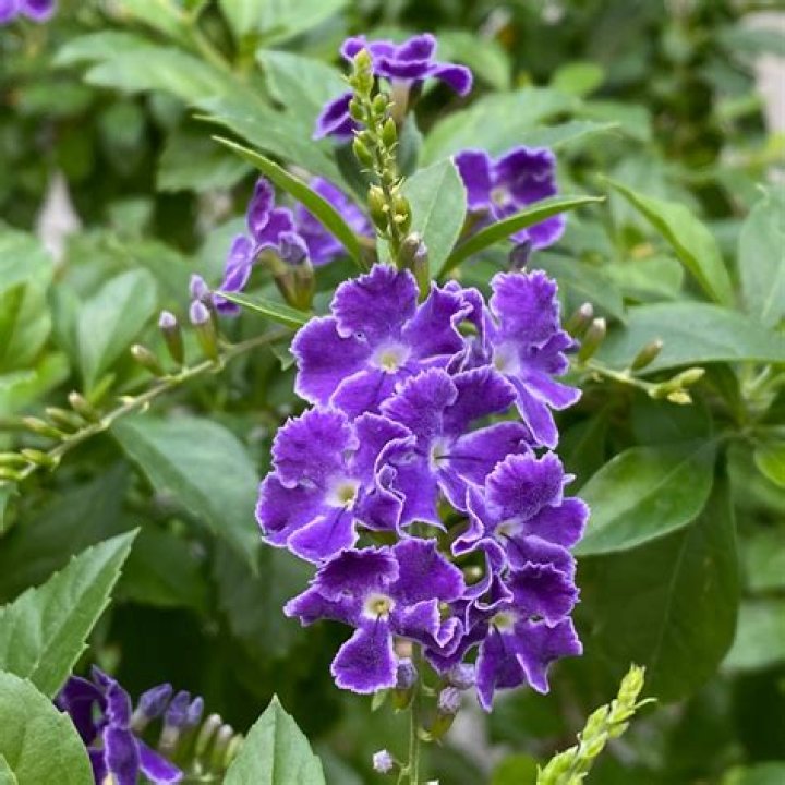 Will vinegar hurt my flowers?
